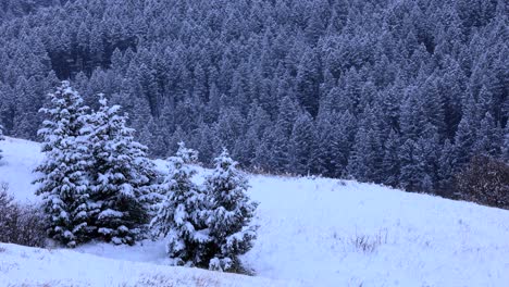 Bozeman-Montana-Trees-in-Snowy-Field-Overlooking-Mountain-of-Forest-Wilderness-4K