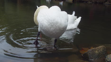 Cisne-Mudo-Acicalando-Su-Plumaje-En-Un-Estanque-De-Patos-En-El-Parque-Boscawen,-Truro,-Inglaterra