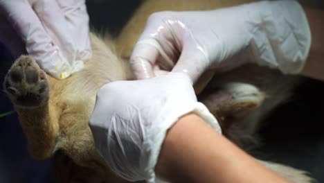 Nahaufnahme-Von-Tierärztlichen-Händen,-Die-Eine-Sterilisationsoperation-An-Einem-Männlichen-Hund-Durchführen