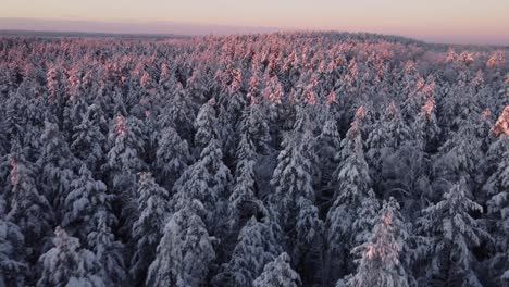 Lettische-Tannen-Im-Winter-Im-Morgenlicht