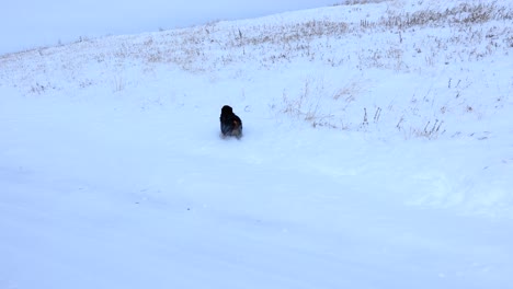 Perro-Corriendo-A-Través-De-La-Nieve-En-Una-Colina-En-Un-Campo-En-Cámara-Lenta-De-Montana-4k