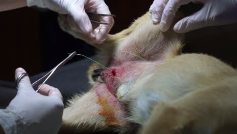 Veterinarians-suture-a-little-male-dog-after-sterilization