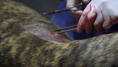 Tierärzte-Reinigen-Die-Wunde-Und-Nähen-Die-Wunde-Eines-Hundes-Nach-Einer-Sterilisationsoperation