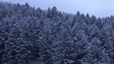 Winter-Forest-of-Ponderosa-Pine-Trees-and-Engelmann-Spruce-in-Bozeman-Montana-4K