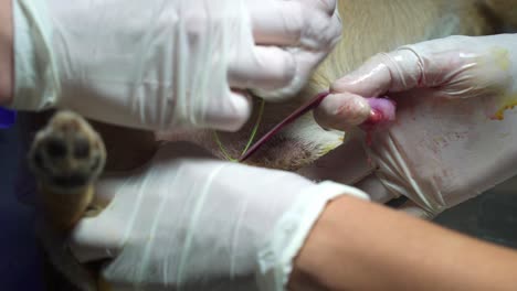 Close-up-of-veterinarians-during-a-sterilization-procedure-on-a-male-dog