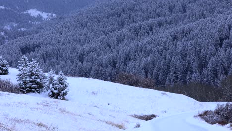 Bergseite-Des-Waldes-Von-Bozeman-Montana-Bei-Leichtem-Schneefall-4k-Zeitlupe