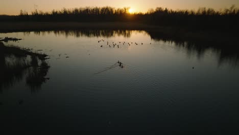 Dark-sunset-drone-shot-of-Canada-geese-swimming-in-swamp-at-dusk-in-late-fall