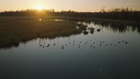 Group-of-Canadian-geese-swimming-on-a-calm-pond-in-late-fall-during-migration-season-at-sunset