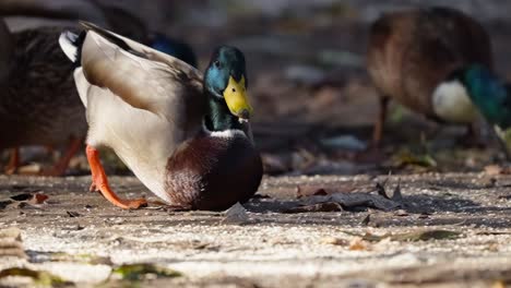 Male-mallard-duck-searching-for-food-in-the-sand-at-sunset-then-being-scared-away---close-up-slow-motion
