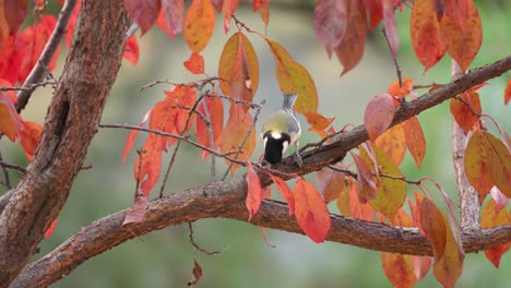 Japanische-Meise-Oder-Kohlmeise,-Die-Kleine-Insekten-Auf-Herbstbaum-Mit-Bunten-Roten-Blättern-Fangen