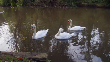 Cisnes-Mudos-En-Un-Estanque-Con-Reflejos-Durante-El-Día-En-El-Parque-Boscawen,-Truro,-Inglaterra