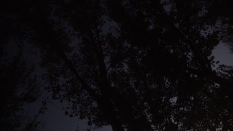 Rotating-shot-of-tree-lines-at-dusk