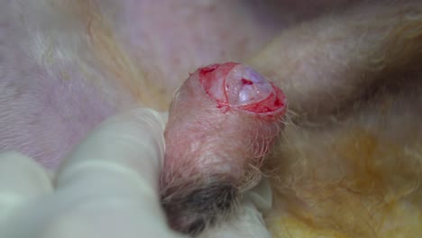Extreme-Nahaufnahme-Eines-Skalpells,-Das-Während-Einer-Sterilisationsoperation-Einen-Einschnitt-Am-Hoden-Eines-Hundes-Macht