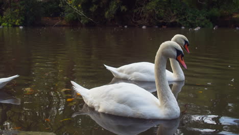 Mute-Swans-On-Pond-At-The-Boscawen-Park-In-Truro,-Cornwall,-UK
