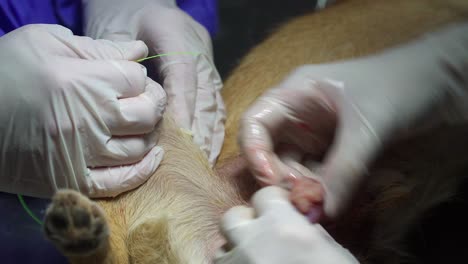 Close-up-of-veterinarians-performing-sterilization-surgery-on-a-male-dog