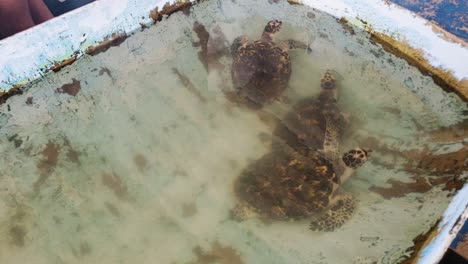 three-sea-Turtles-inside-sea-water-tank-waiting-for-freedom,-wildlife-marine-reserve-Los-Roques
