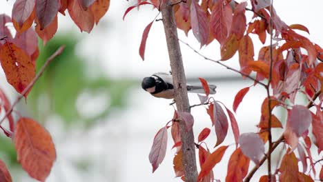 Great-Tit-Eating-Insects-Under-Tree-Trunk-Bark-In-Autumn-And-Fly-Away