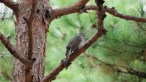 A-Brown-eared-Bulbul-Perched-on-a-Pine-Tree