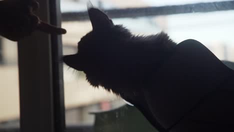 Silhouette-Katze-Spielt-Mit-Dem-Finger-Des-Besitzers-An-Einem-Fenster