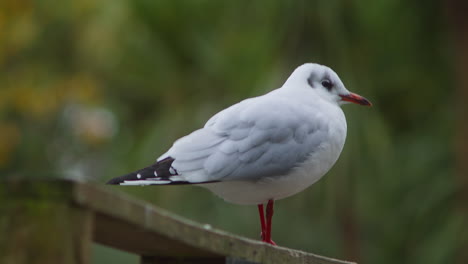 Resting-Seagull-With-Bokeh-Nature-Background-At-Boscawen-Park-In-Truro,-Cornwall,-England