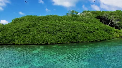 Bobos-birds-flying-over-tropical-mangrove-with-shallow-water-turquoise-caribbean-sea