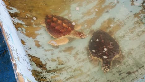 Meeresschildkröten-Schwimmen-Im-Meerwasserpool-Im-Naturschutzgebiet-Des-Karibischen-Schutzgebietes