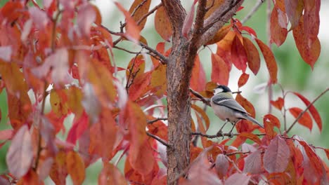 Hungry-Little-Japanese-Tit-or-Great-Tit-Pecking-Tree-Bark-in-Autumn---Close-up