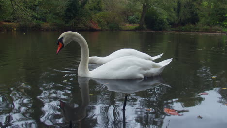 Two-White-Swans-Diving-In-A-Pond-Searching-For-Food