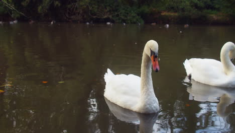Elegant-Swans-Floating-On-A-Duck-Pond-In-Boscawen-Park,-Truro,-England