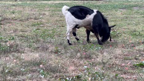 Cabra-Blanca-Y-Negra-Pastando-En-El-Prado---Ancha