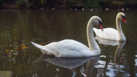 Hermosa-Pareja-De-Cisnes-En-Un-Estanque-De-Patos-En-El-Parque-Boscawen-En-Truro,-Inglaterra