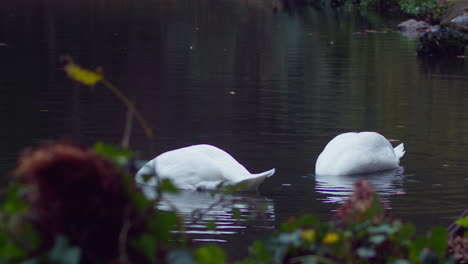 Un-Par-De-Cisnes-Que-Buscan-Comida-En-El-Estanque-De-Agua-Durante-El-Otoño-En-El-Parque-Boscawen,-Truro,-Inglaterra