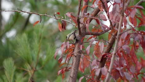 Japanische-Meise-Oder-Kohlmeise-Pickende-Insekten-Auf-Baumstamm-Mit-Roten-Blättern-Im-Herbst