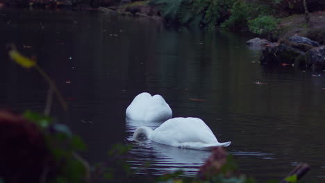 Elegantes-Cisnes-Blancos-Buscando-Comida-En-Un-Estanque