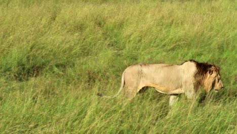 Nahaufnahme-Eines-Erwachsenen-Männlichen-Löwen,-Der-In-Der-Afrikanischen-Savanne-Spaziert