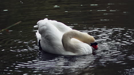Closeup-Of-Mute-Swan-Drinks-Water-From-Pond-While-Floating-At-The-Boscawen-Park-In-Truro,-UK-In-Autumn