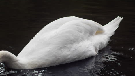 Cabeza-De-Un-Cisne-Mudo-Que-Emerge-Del-Agua-Del-Lago-En-El-Parque-Boscawen-En-Truro,-Cornwall-Durante-El-Otoño