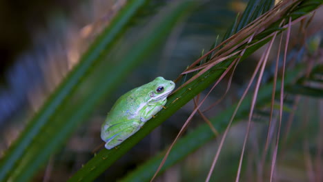 Closeup-view-of-green-tree-frog-resting-on-a-fern-branch-during-summer-afternoon