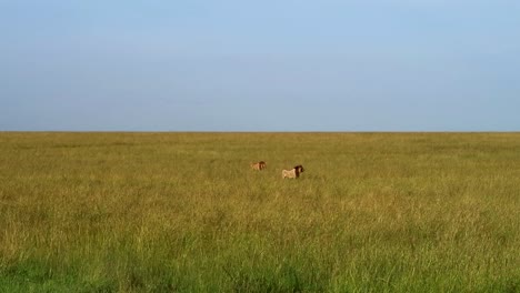 Dos-Leones-Adultos-Machos-Cazando-En-Busca-De-Una-Presa-En-La-Interminable-Llanura-De-Serengeti