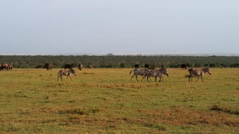 Static-shot-of-family-of-wild-zebras-walking-in-open-wide-African-plain-with-buffaloes-behind