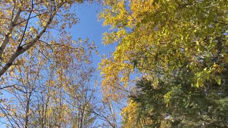 Looking-Up-Into-Tall-Trees-In-Fall---low-angle
