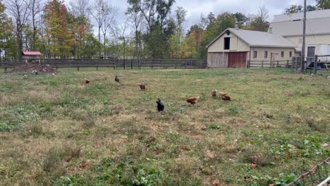 Hens-And-Chickens-Raised-On-Organic-Farm---wide