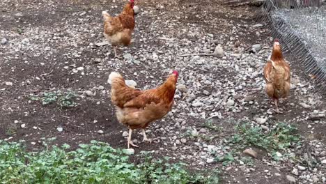 ISA-Brown-Chickens-Roaming-Around-Farm---high-angle