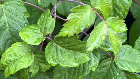 Regentropfen-Auf-Frischen-Grünen-Blättern---Nahaufnahme