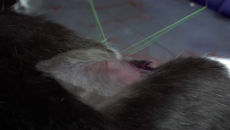 A-veterinarian-sutures-a-wound-after-a-sterilization-surgery-using-pliers,-a-needle,-and-surgical-thread