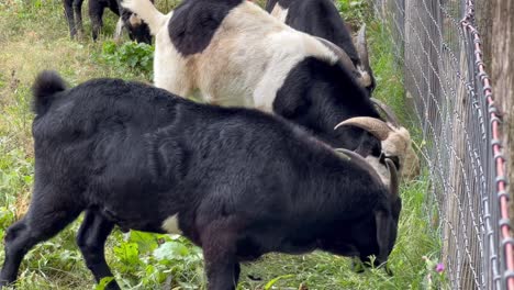 Herde-Von-Ziegen,-Die-Sich-Am-Stahlzaun-Auf-Dem-Bauernhof-Von-Grünem-Gras-Ernähren