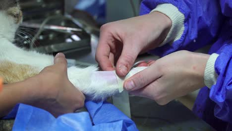 Closeup-of-veterinarian-surgeon's-hands-applying-an-intravenous-catheter-on-a-dog's-paw-during-a-sterilization-surgery