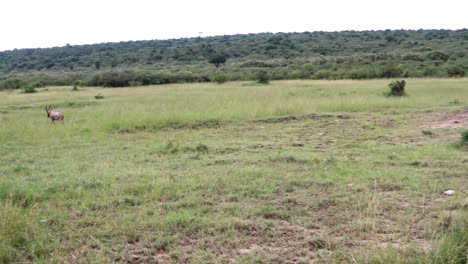 Tiro-De-Seguimiento-De-Antílope-Corriendo-En-El-Parque-Nacional-Maasai-Mara,-Kenia,-áfrica