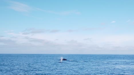 Gimbal-wide-shot-of-humpback-whales-breaching-and-diving-in-the-ocean-off-the-coast-of-Monterey,-California