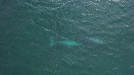 Große-Grauwale,-Die-Sich-Unter-Wasser-Verstecken---Luftbild